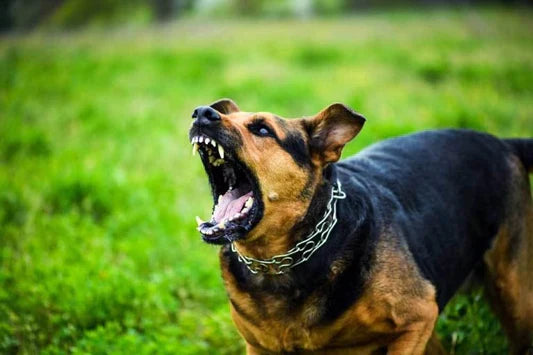 Why Do Dogs Bark?