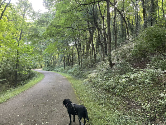 Best dog friendly trails in Nashville
