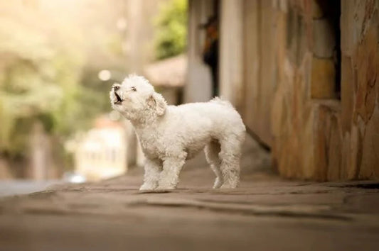 How to Stop a Dog from Barking?