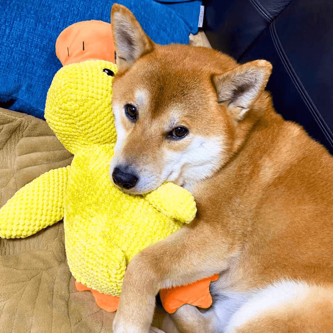 Calming Duck Toy by NinnaPet®