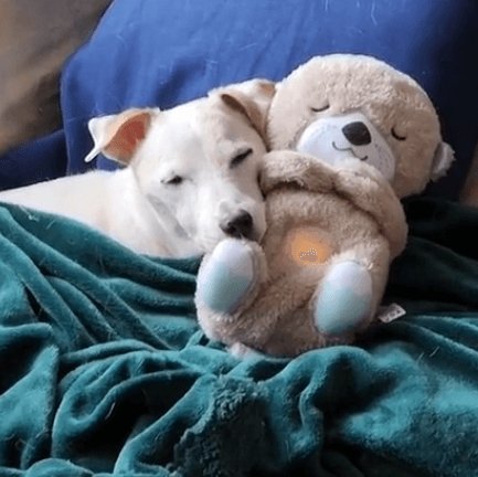 Calming Otter Plush Toy by NinnaPet®