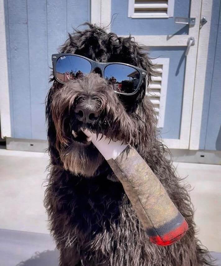 BarkBlunt™ - Funny Dog Toys