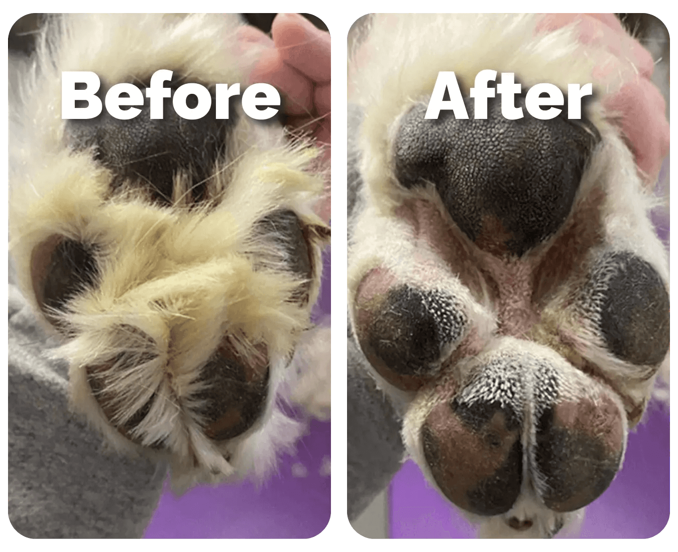 CalmiTrim™ - Pet Precision Trimmer