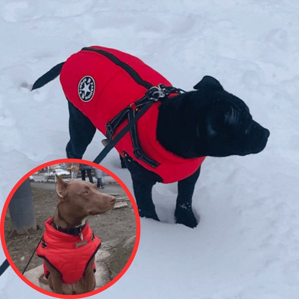 NinnaPet® - Waterproof Winter Dog Jacket with Built-in Harness